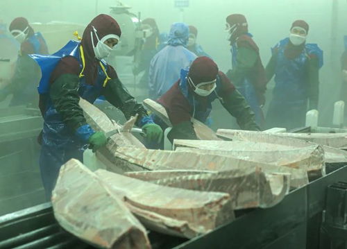 開足馬力趕訂單,石島將深海味道端上 全球餐桌