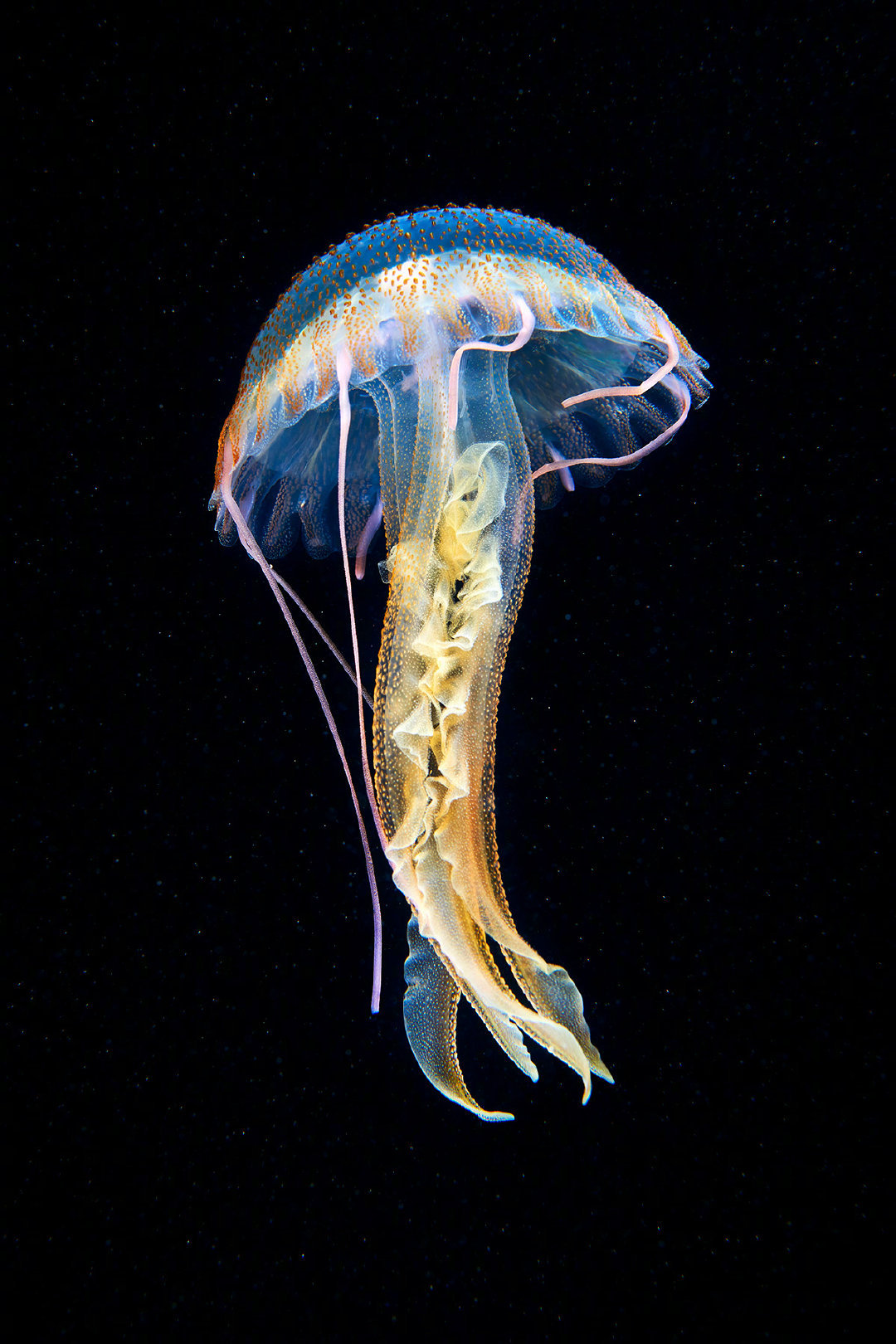 研究顯示全球變暖迫使海洋生物"逃離"赤道_馬克·科斯特洛