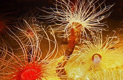 40張漂亮的海洋生物攝影欣賞