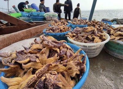 膠州灣現(xiàn)大量海星 蛤蜊養(yǎng)殖戶損失慘重