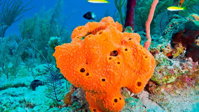 海綿真的是一種海洋生物