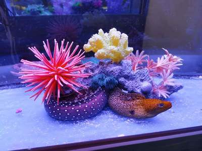 海洋生物魚(yú)缸展海洋生物展出租海洋生物展租賃海洋動(dòng)物出租水母展覽