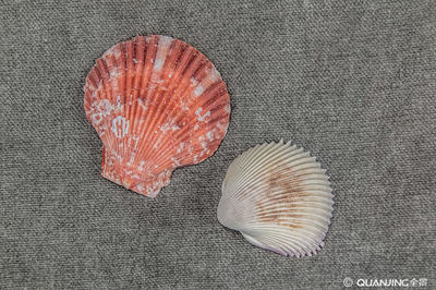 海洋生物軟體動物門花蚶水產(chǎn)品