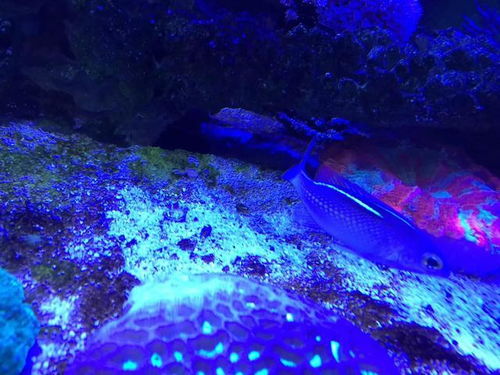 魚和海洋生物的融合