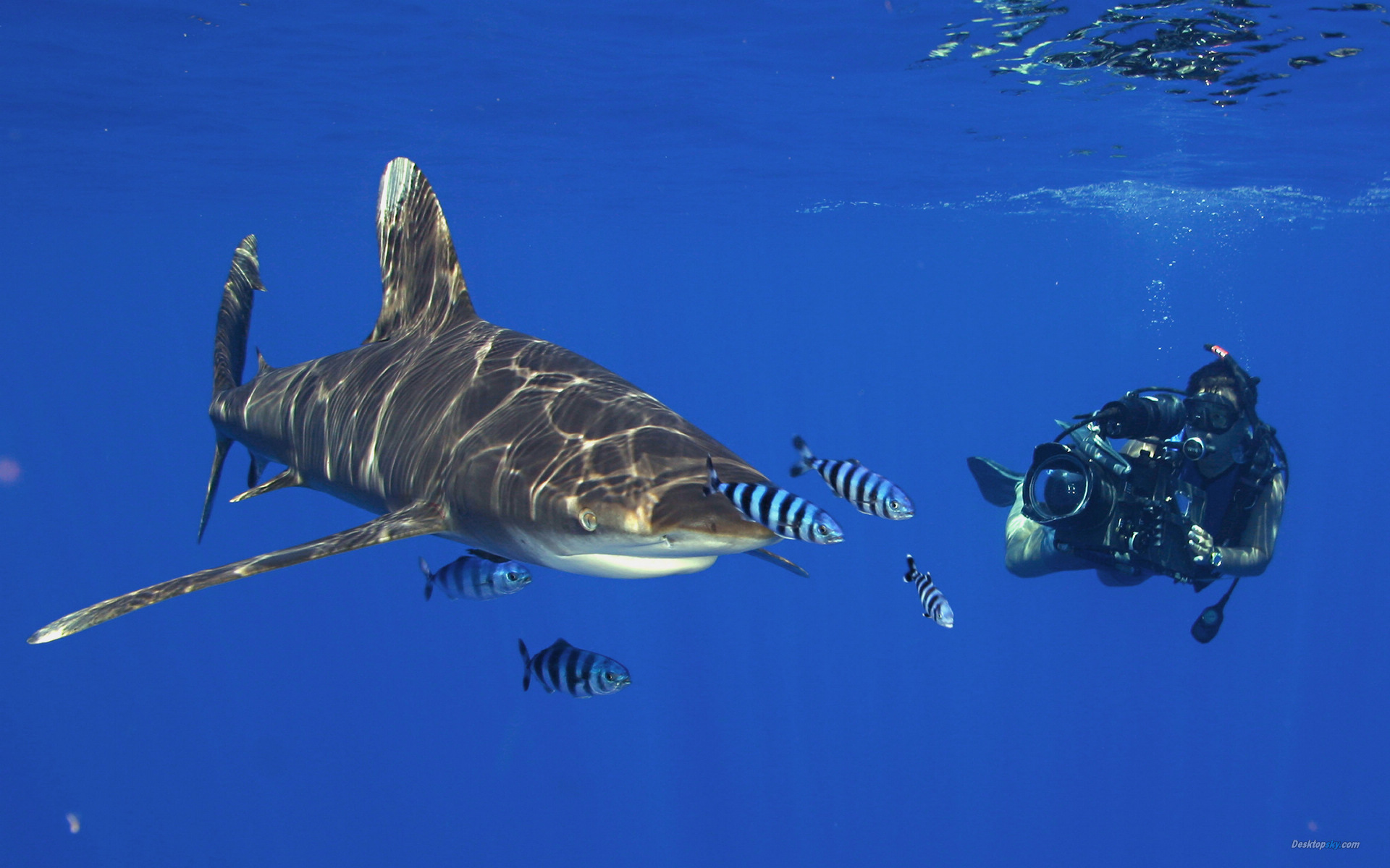 美麗海洋生物海中之王兇猛鯊魚高清桌面壁紙(二)