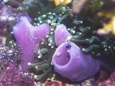 【科普】海洋生物種類豐富,它們還是天然藥物的重要來源