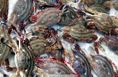 花蟹和梭子蟹的區(qū)別