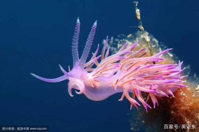 國(guó)家地理- 神奇的海洋生物,海蛞蝓