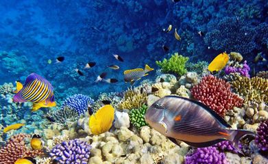 橫店影視城夢(mèng)幻谷景區(qū)將展示海洋生物和海豚表演