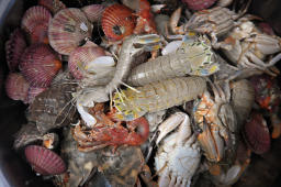 那山那海產(chǎn)品捕撈紀(jì)錄片