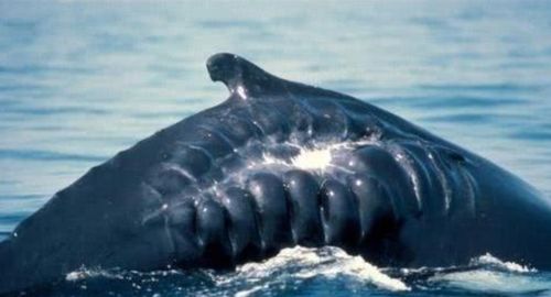 航母的螺旋槳有多可怕 看這些海洋生物的下場(chǎng),心痛不已