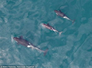 有愛 美海洋生物學(xué)家實(shí)拍鯨媽媽喂食小虎鯨