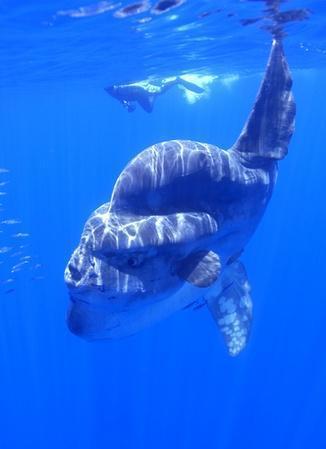 足不出戶,帶你看世界最奇妙的幾種魚類