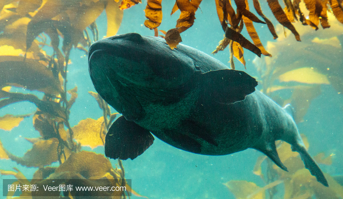 巨型海鱸魚