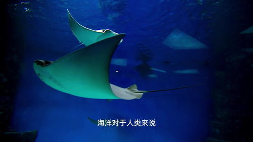 海洋生物大百科,震驚 原來(lái)海底生物有這么多