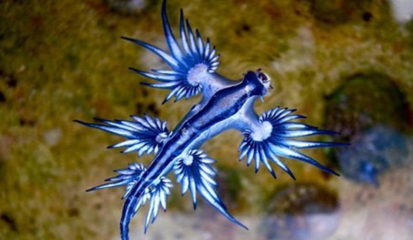 海灘驚現(xiàn)藍(lán)色海蛞蝓 海灘驚現(xiàn)人形生物