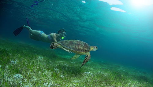可愛的海洋生物 國外攝影師拍攝海龜照片