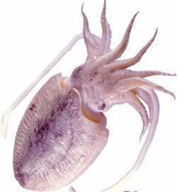 章魚(yú)墨魚(yú)魷魚(yú)傻傻分不清?青島三種多爪魚(yú)盤(pán)點(diǎn)-