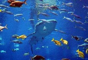 世界上最大的水族館 像是另一個星球的入口
