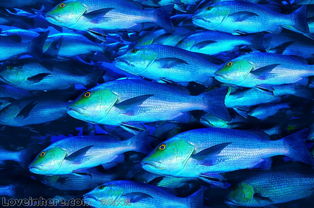 海洋生物圖庫