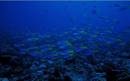 攝影欣賞:美麗的海洋生物 - 設(shè)計之家