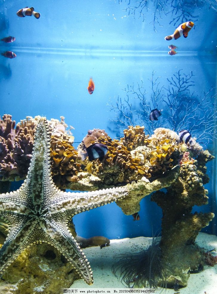 海洋生物圖片