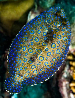 【海洋生物】生活在大海中色彩繽紛的魚類