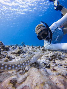 美國潛水員巧用自拍桿與海底生物合影 高清組圖