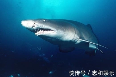 地球十大危險(xiǎn)海洋生物 箱形水母有致命毒液 藍(lán)紋章魚能殺人