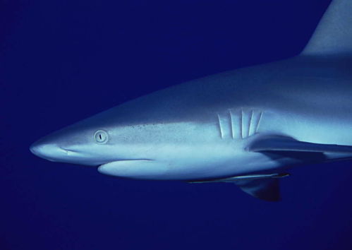 海洋生物深海動(dòng)物海魚水產(chǎn)水底風(fēng)景圖片素材 模板下載 1.44mb 其他大全 標(biāo)志丨符號(hào)