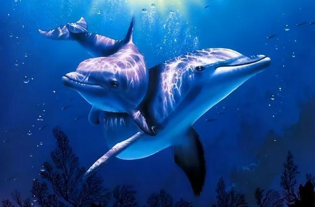 保護(hù)海洋生物|平面|海報(bào)|走吧go_原創(chuàng)作品-站酷zcool