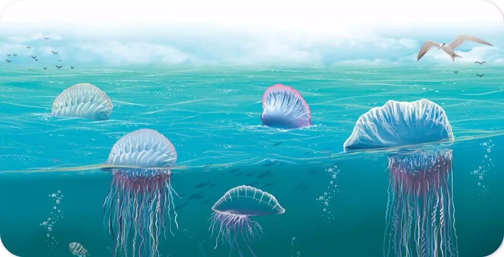海洋生物|海面上的殺手——僧帽水母