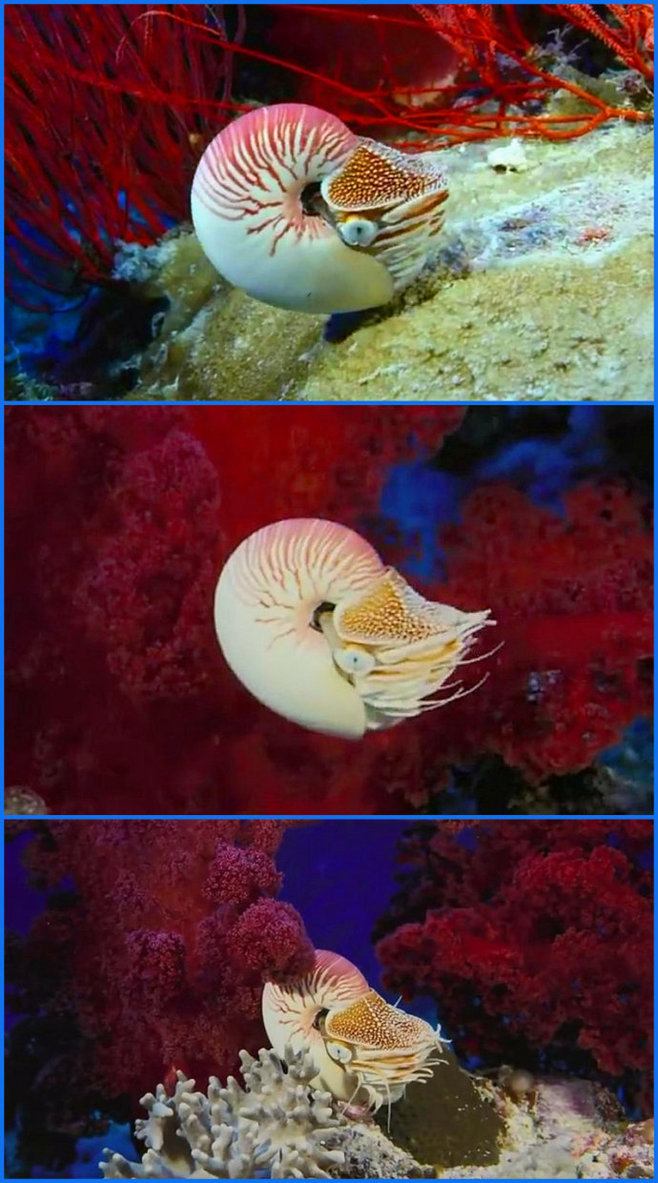 【海底世界】神奇的海洋生物(截圖)