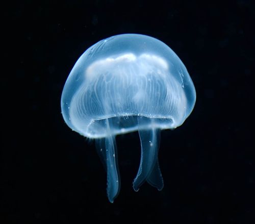 海洋里的水母動(dòng)物高清圖片
