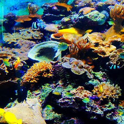2019臺(tái)灣海洋生物博物館門票,墾丁臺(tái)灣海洋生物博物館游玩攻略,臺(tái)灣海洋生物博物館游覽攻略路線 地址 門票價(jià)格