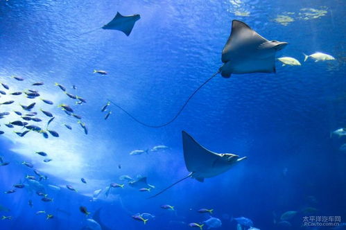 海洋生物分享