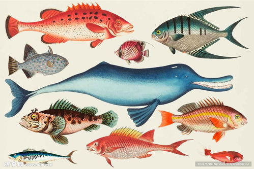 海洋生物合集設(shè)計(jì)圖 海洋生物