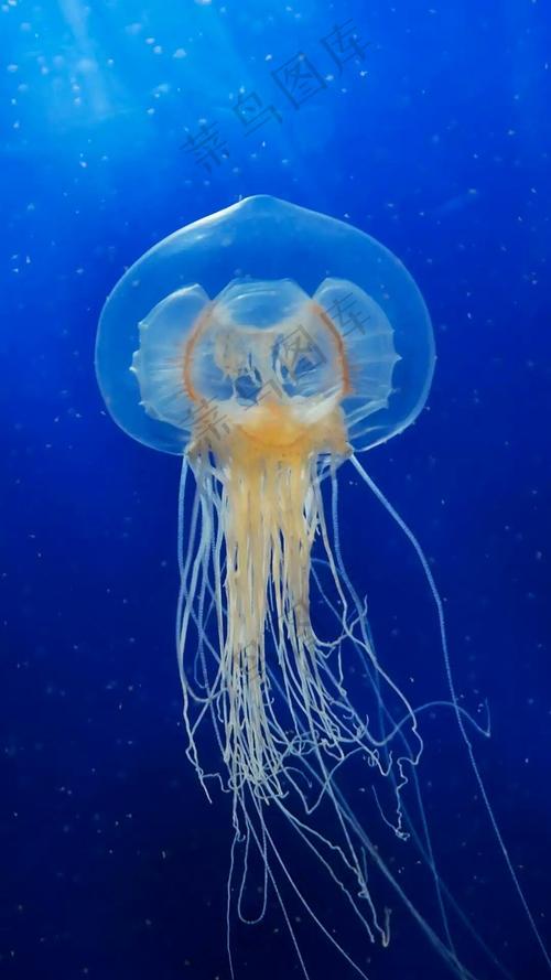 海洋生物高清攝影圖片 - 菜鳥(niǎo)圖庫(kù)