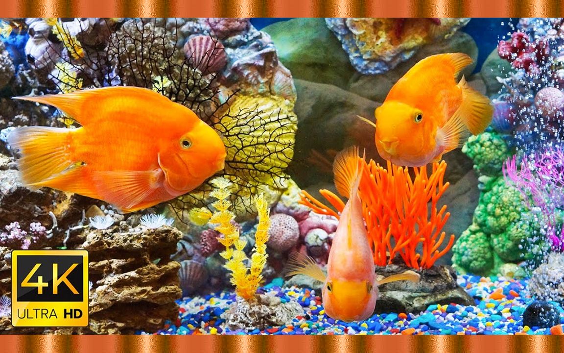 4K超清 水下奇觀 ? 輕松的音樂〃超高清的珊瑚礁和多彩的海洋生物