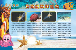 海洋生物學(xué)校展板PSD分層源文件高清下載