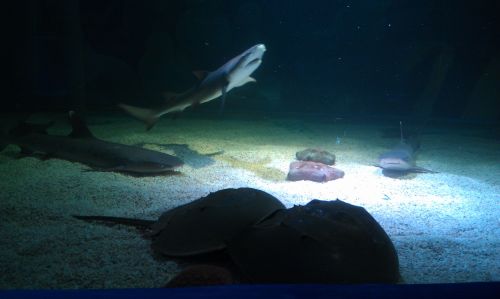 在海洋展 看到這個海洋生物 最下面的 不知道叫啥 請教一下大家知道是什么生物么