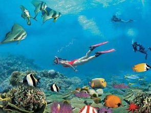 海南島的有哪些海洋生物