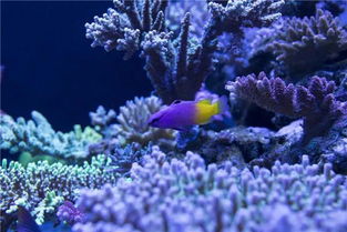 絢爛奪目煙花秀,賞魯冰花海,遇見斑斕珊瑚海,擁抱萌寶考拉 澳洲