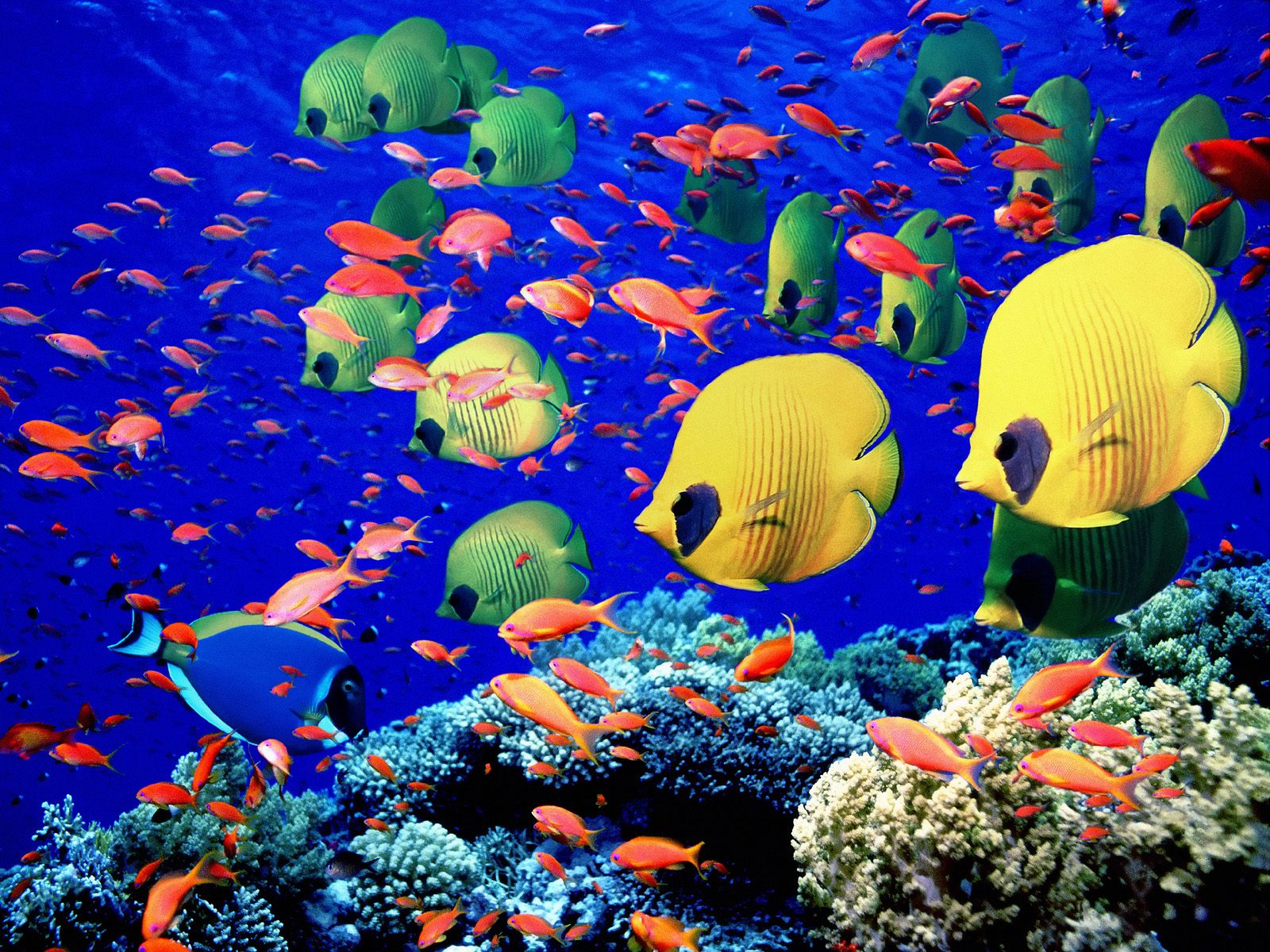 海洋生物壁紙精選下篇