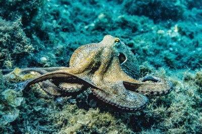 海底大章魚